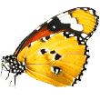 https://kiga.in/wp-content/uploads/2019/08/butterfly.png